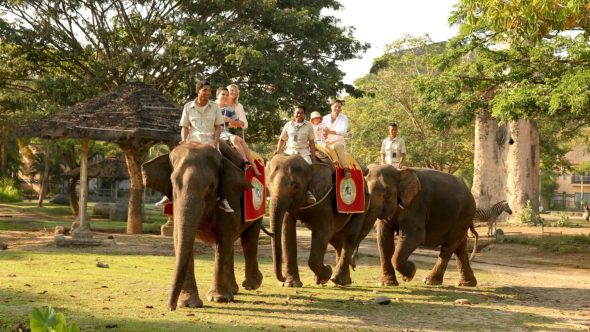 Trekking Bali’s Beauty: Elephant Riding Adventure