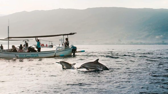 Lovina Dolphin Adventure: 2D1N Bali Getaway